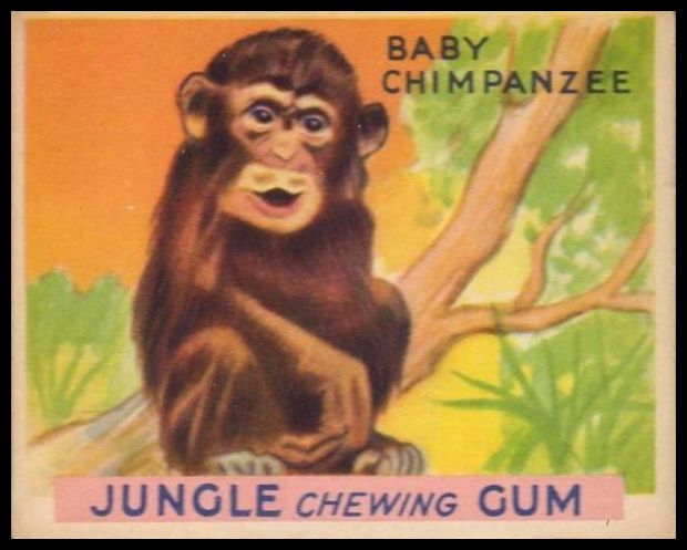 R78 27 Baby Chimpanzee.jpg